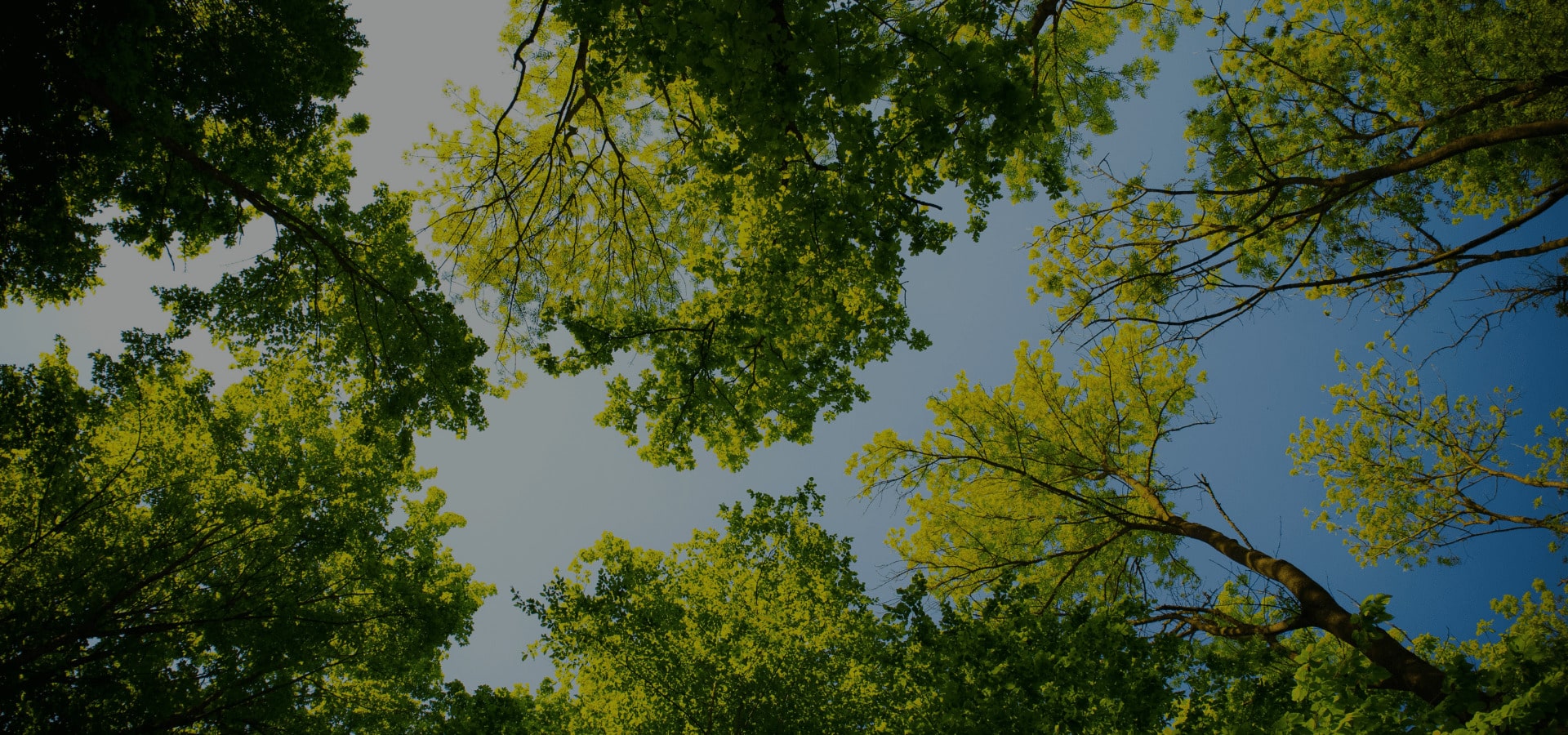 Why is it necessary to plant trees in Costa Rica?