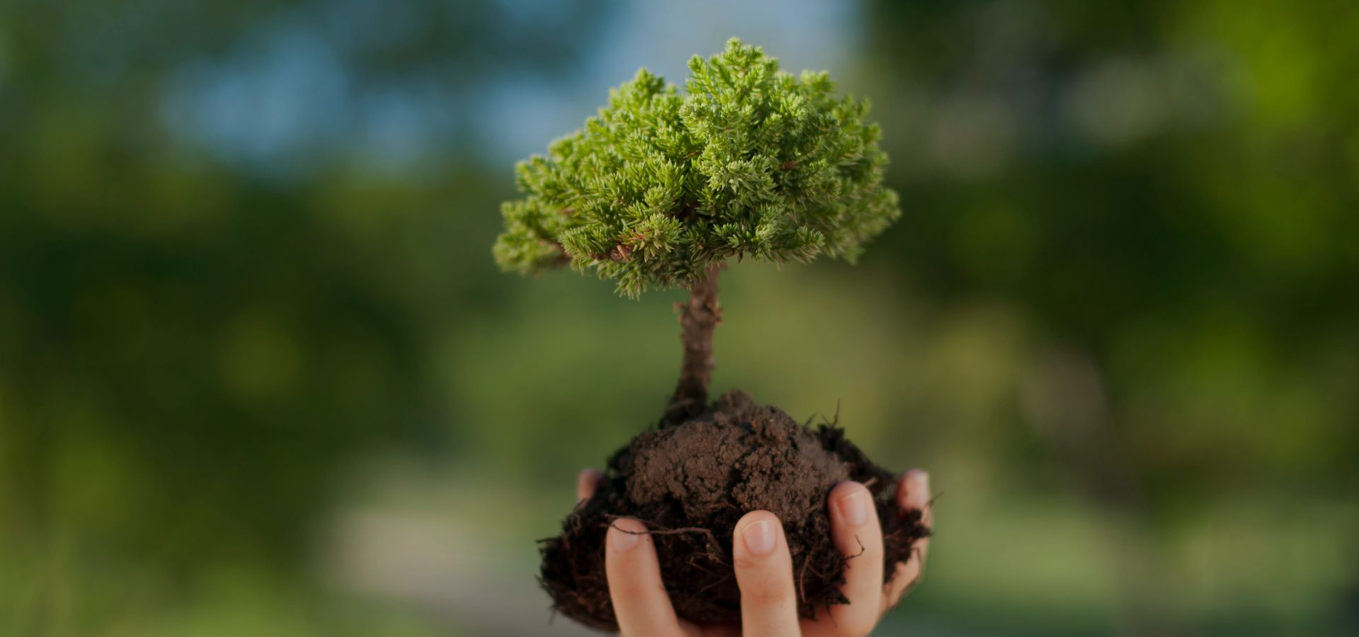 GIVE A TREE as a sustainable gift for a greener planet.