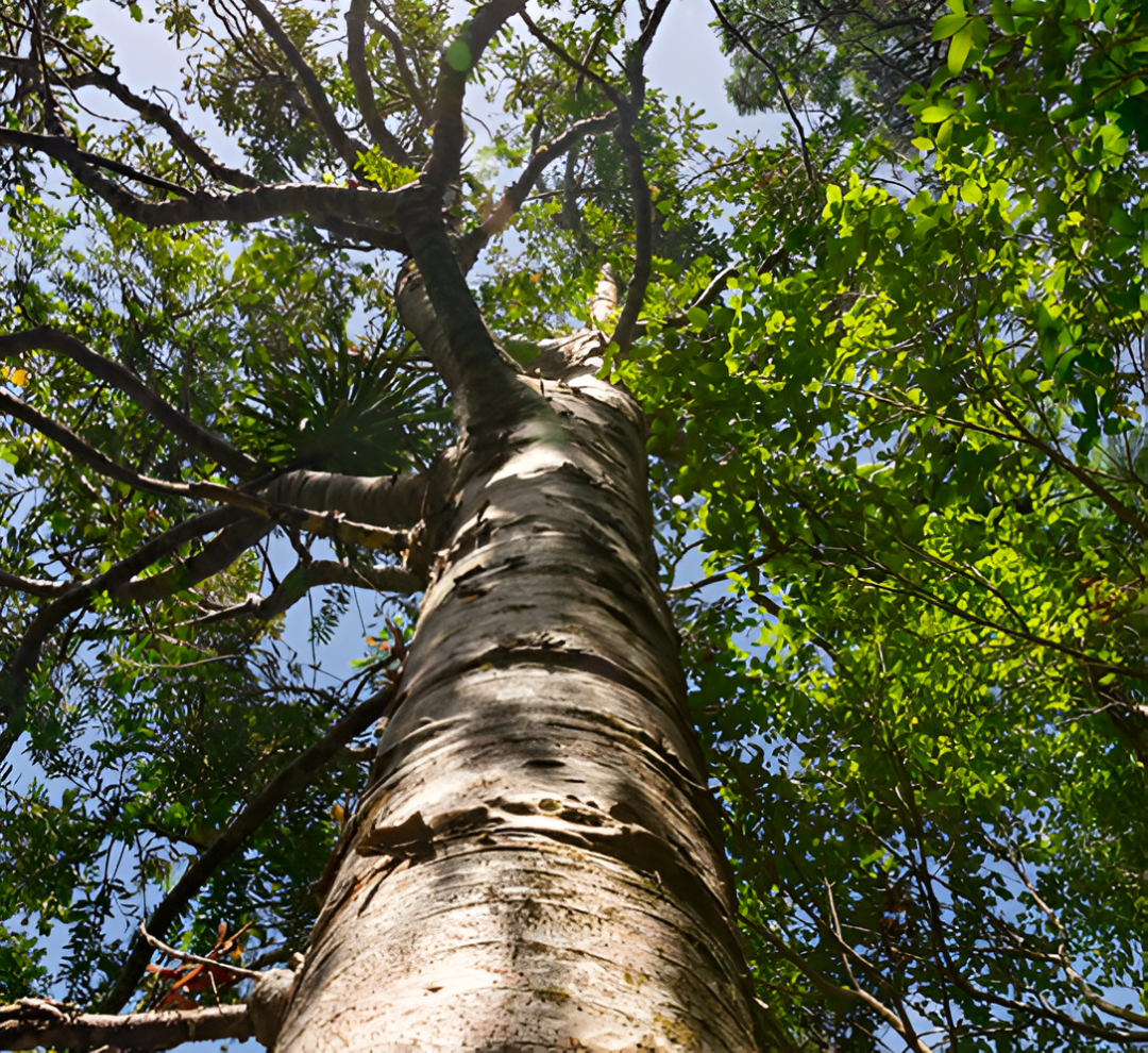 Captura de pantalla 2025-11-06 164353